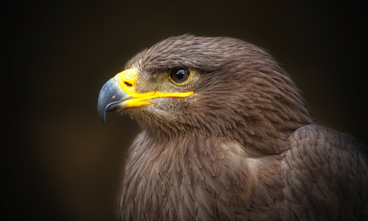 Auksinis Erelis, Plėšrusis Paukštis, Raptoras, Adler, Paukštis, Zoologijos Sodas, Paukščiai, Padaras, Gyvūnas, Gamta