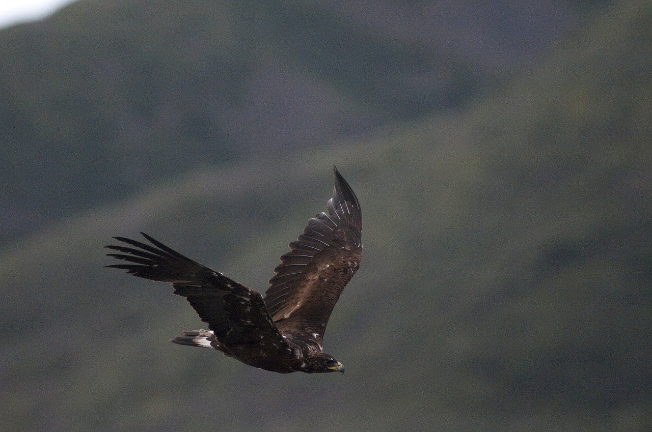 Auksinis Erelis, Skraidantis, Paukštis, Laukinė Gamta, Gamta, Plėšrūnas, Laukiniai, Raptoras, Skrydis, Sparnai