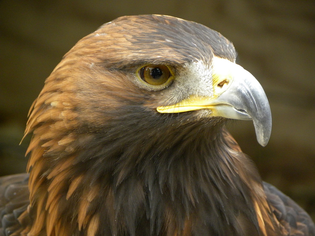 Auksinis Erelio Erelis, Plėšrusis Paukštis, Dėmesio, Raptoras, Didingas, Plėšrūnas, Nemokamos Nuotraukos,  Nemokama Licenzija