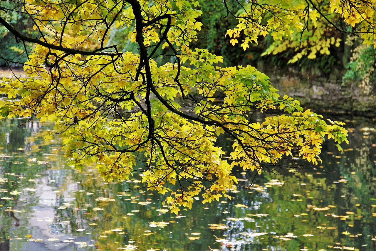 Auksinis Spalio Mėn ., Rudens Idilija, Kritimo Lapija, Medis, Upė, Tvenkinys, Ežeras, Gamta, Parkas, Spalvinga