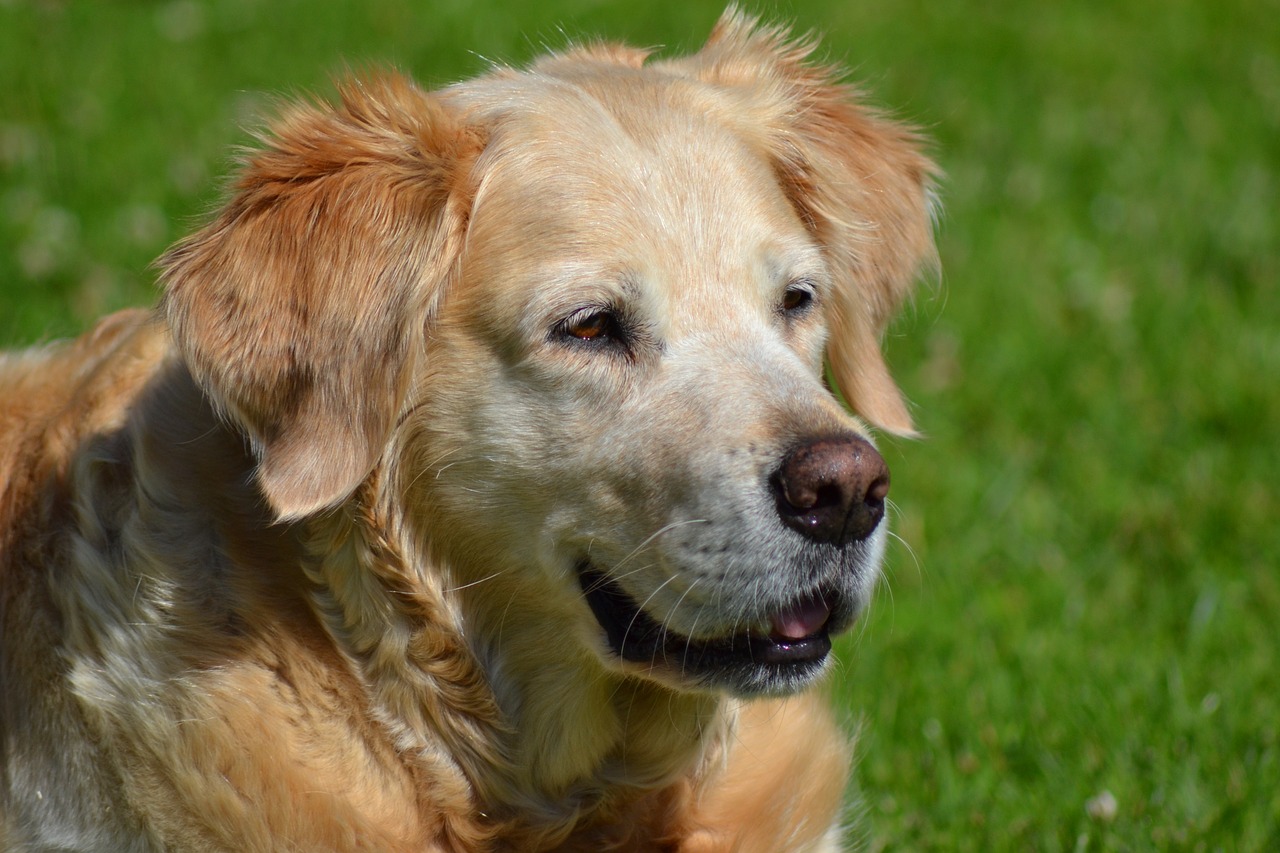 Auksaspalvis Retriveris, Retriveris, Auksinė Retriverio Galvutė, Hundeportrait, Gyvūnų Portretas, Šunys, Didelis Šuo, Naminis Gyvūnėlis, Nemokamos Nuotraukos,  Nemokama Licenzija