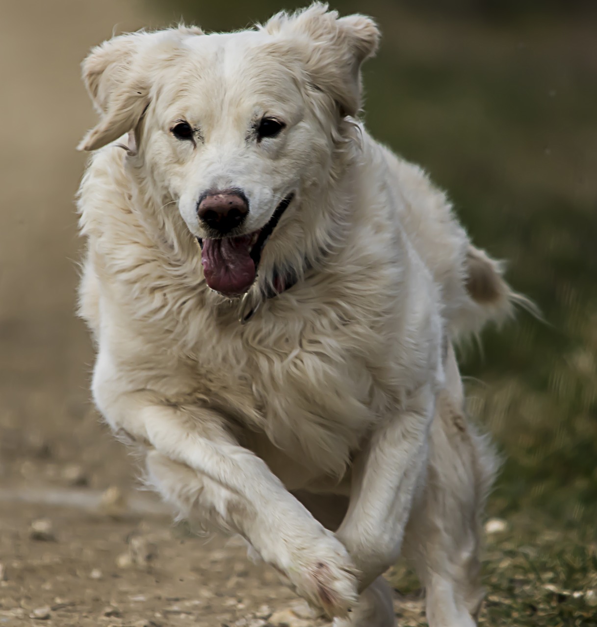 Auksaspalvis Retriveris, Balta, Šuo, Gyvūnas, Auksinis, Hundeportrait, Gamta, Brangioji, Nemokamai, Grynaveislis Šuo