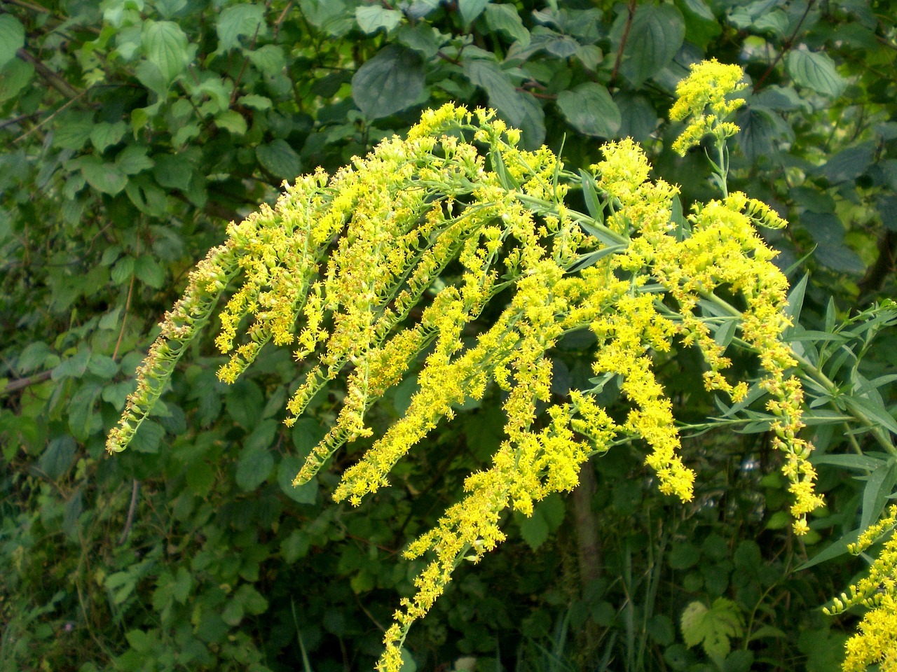 Aukso Lazdele, Geltona, Gėlės, Uždaryti, Geltonos Gėlės, Vasaros Pabaigoje, Aukso Geltonos Gėlės, Augalas, Gamta, Flora