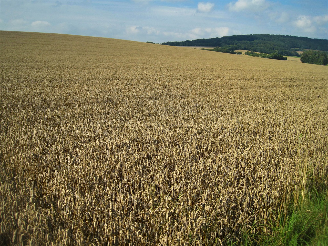 Aukso Geltonųjų Kviečių Laukas, Vasaros Pabaigoje, Kukurūzų Laukas, Grūdai, Aukso Geltona, Žemdirbystė, Grūdai, Laukas, Gamta, Kaimas