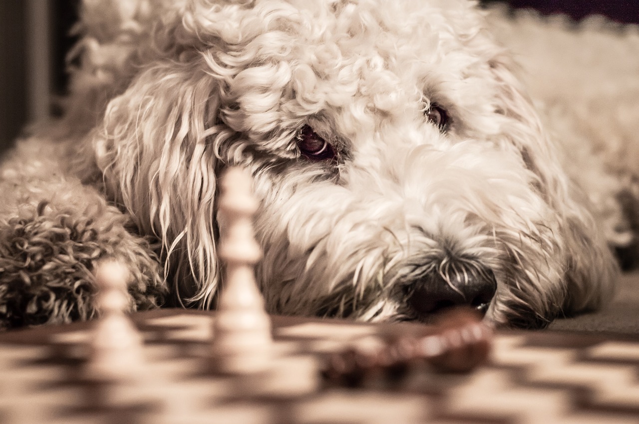 Goldendoodle, Šuo, Šachmatų Žaidimas, Naminis Gyvūnėlis, Laukinės Gamtos Fotografija, Nemokamos Nuotraukos,  Nemokama Licenzija