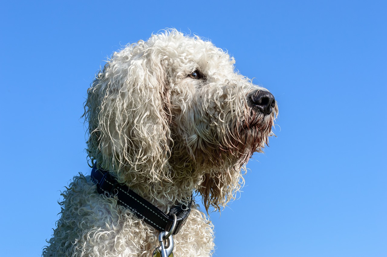 Goldendoodle, Šuo, Hibridas, Naminis Gyvūnėlis, Laukinės Gamtos Fotografija, Gyvūnų Portretas, Nemokamos Nuotraukos,  Nemokama Licenzija