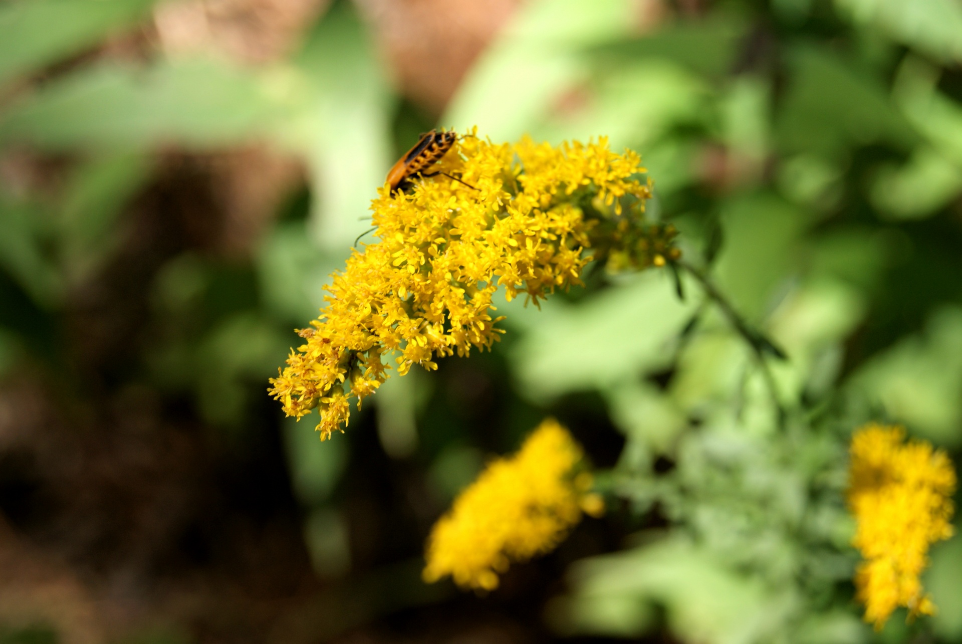 Gėlė,  Geltona,  Vabzdys,  Klaida,  Gamta,  Goldenrod,  Auksinis,  Lazdelė,  Goldenrod, Nemokamos Nuotraukos