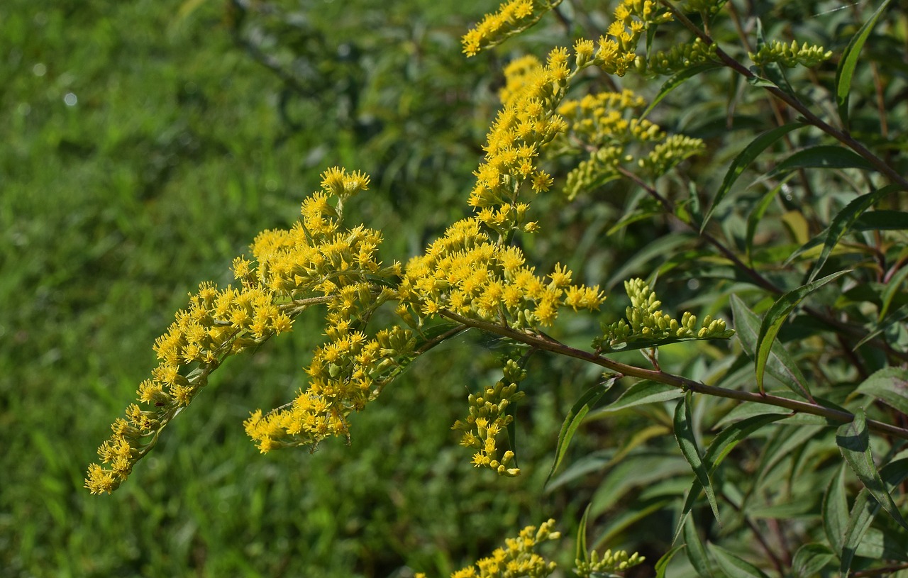 Goldenrod, Gėlė, Žiedas, Žydėti, Augalas, Vasara, Gamta, Pieva, Alergeną, Geltona