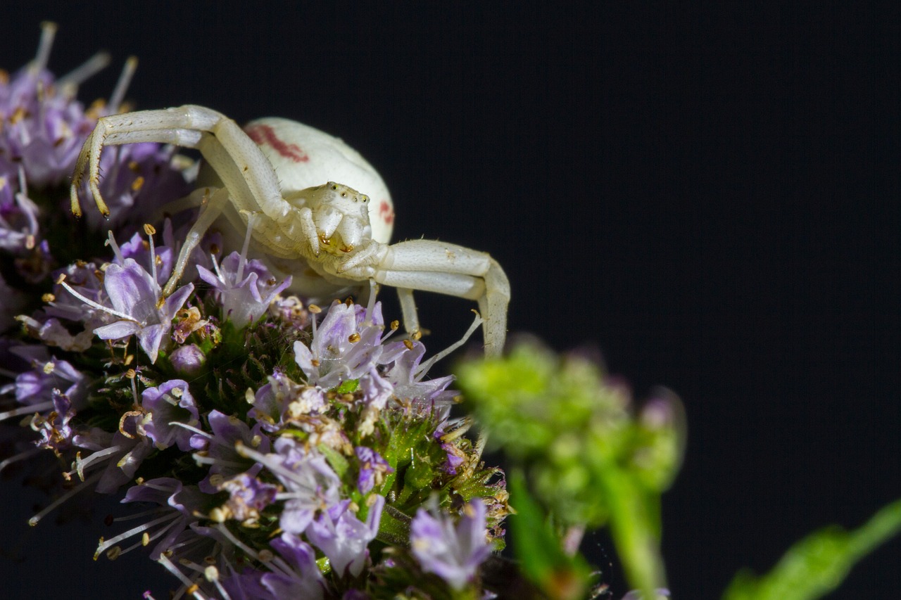 Auksinės Krabų Voras, Misumena Vatia, Voras, Baltas Voras, Nemokamos Nuotraukos,  Nemokama Licenzija