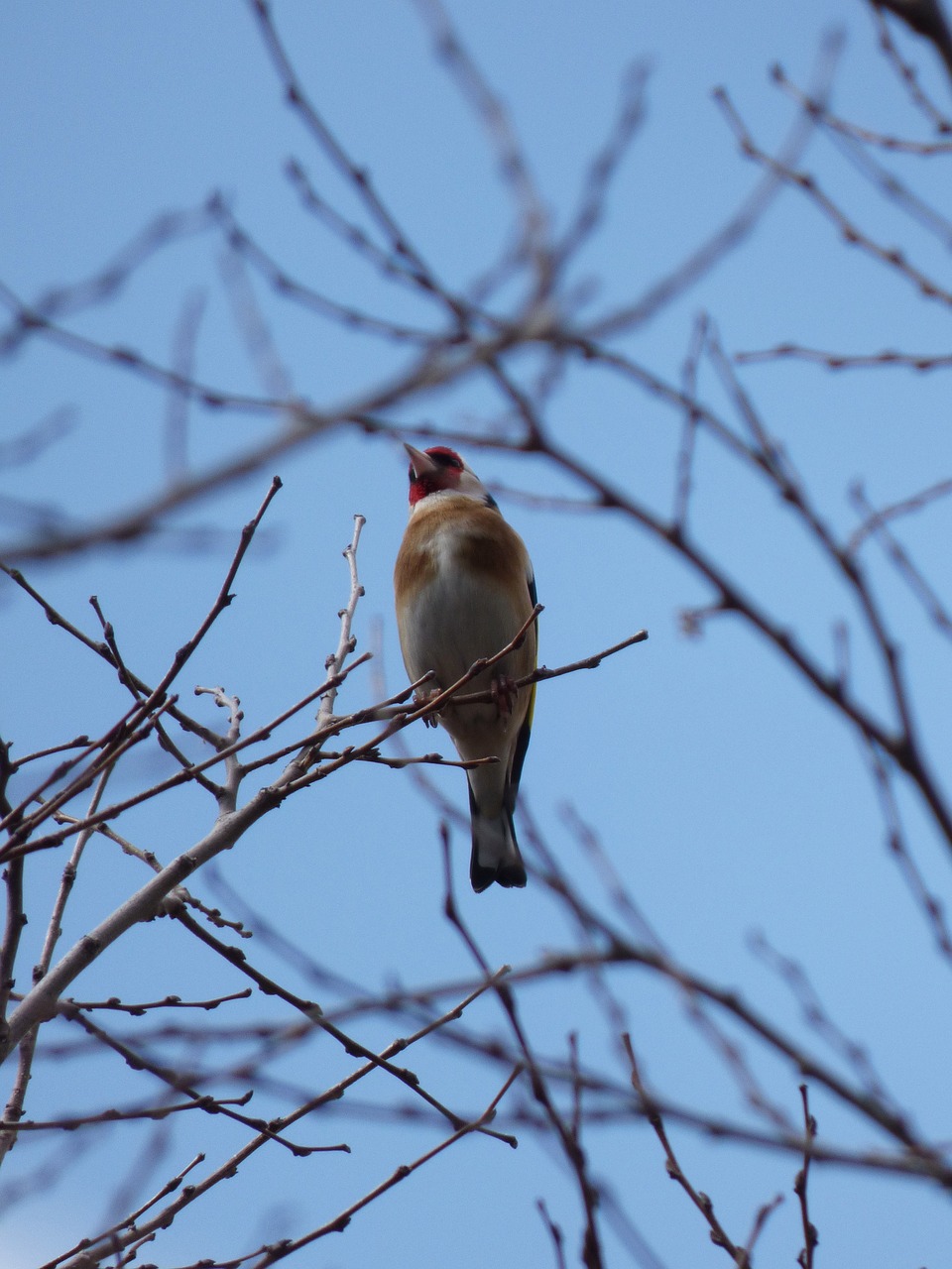 Aukso Žievė, Cadernera, Filialai, Paukštis, Dainuojanti Paukštis, Carduelis Carduelis, Nemokamos Nuotraukos,  Nemokama Licenzija