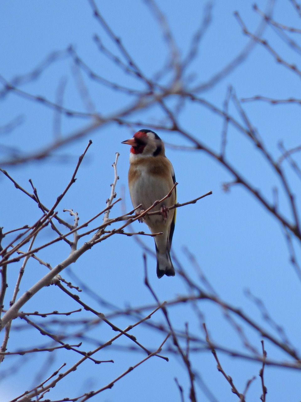 Aukso Žievė, Cadernera, Filialai, Paukštis, Dainuojanti Paukštis, Carduelis Carduelis, Nemokamos Nuotraukos,  Nemokama Licenzija