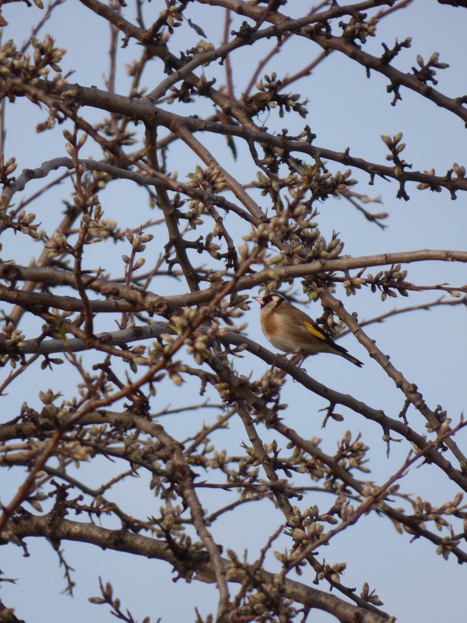 Aukso Žievė, Paukštis, Cadernera, Filialai, Carduelis Carduelis, Nemokamos Nuotraukos,  Nemokama Licenzija