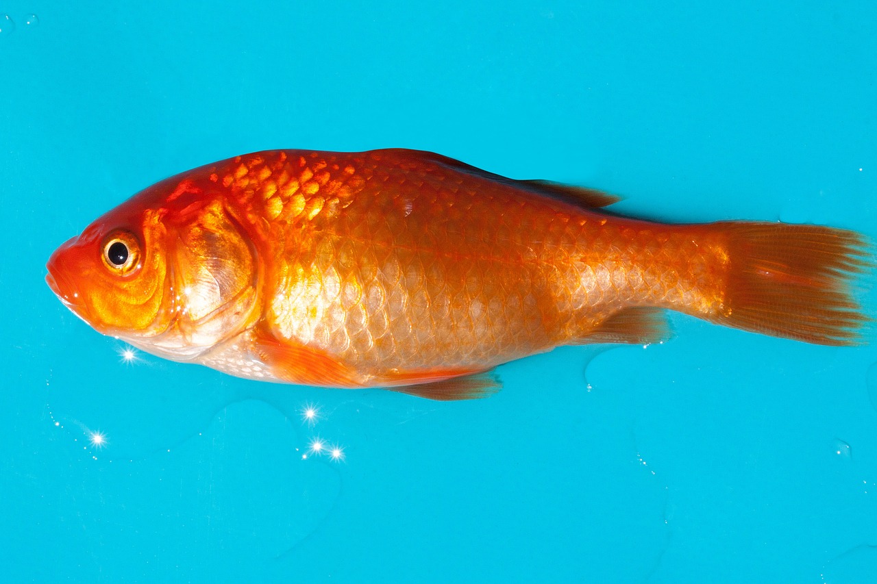 Auksinė Žuvelė, Gėlavandenės Žuvys, Karpfenfisch, Android, Silberig, Cyprinidae, Naminis Gyvūnėlis, Auksas, Oranžinė, Balta