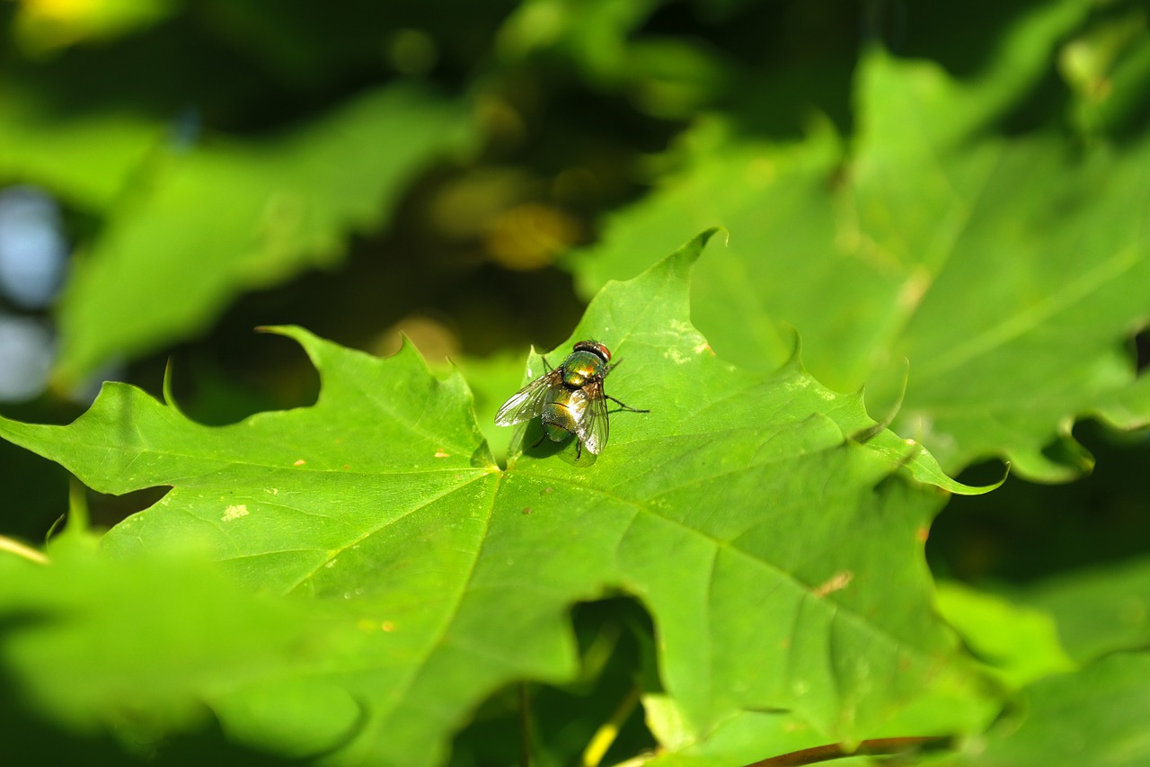 Goldfliege, Skristi, Vabzdys, Lapai, Medis, Klevas, Lucilia Sericata, Bluebottle, Kaligrafos, Lucilia