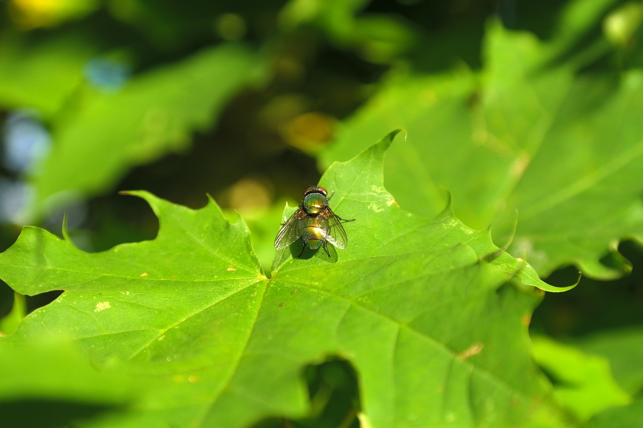 Goldfliege, Skristi, Vabzdys, Lapai, Medis, Klevas, Lucilia Sericata, Bluebottle, Kaligrafos, Lucilia