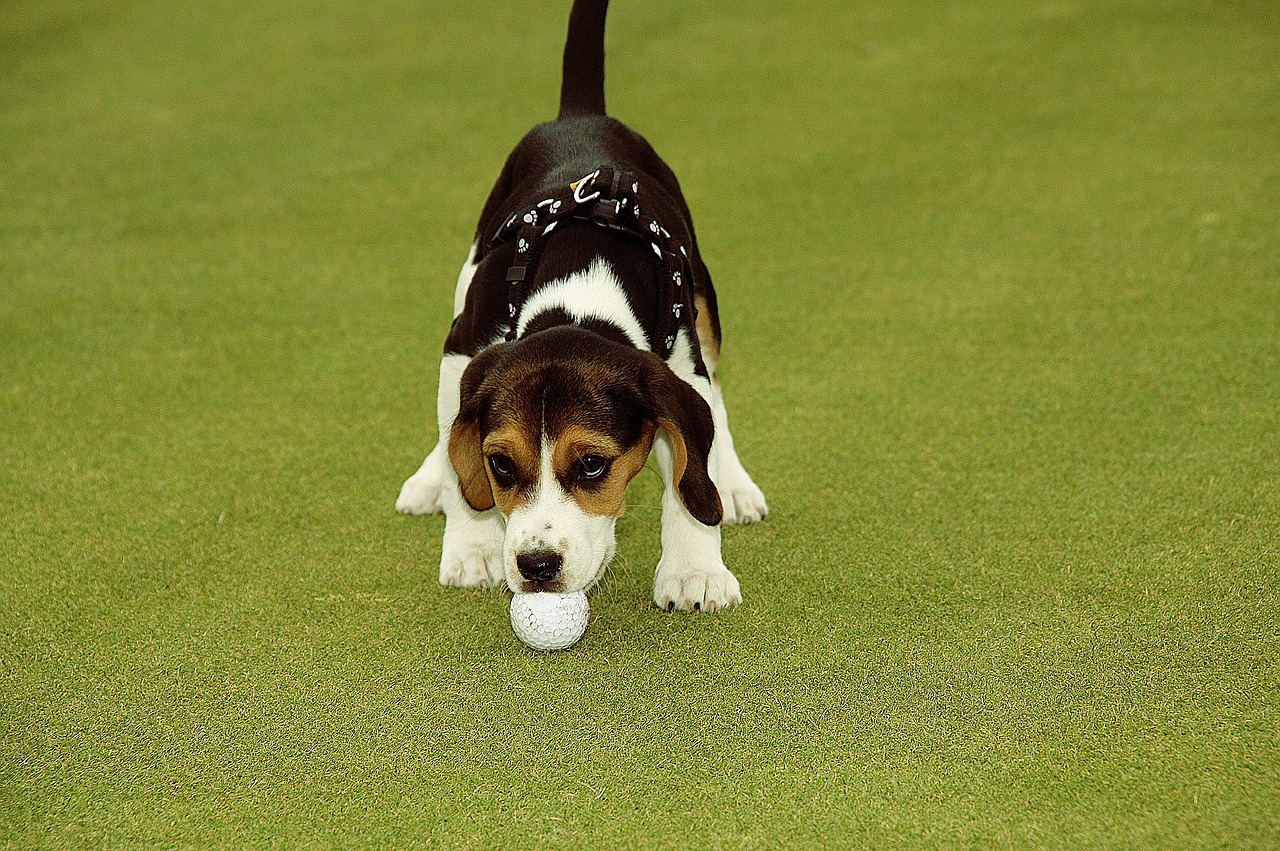 Golfas, Golfo Žaidėjas, Rutulys, Sportas, Žaidimas, Poilsis, Nemokamos Nuotraukos,  Nemokama Licenzija