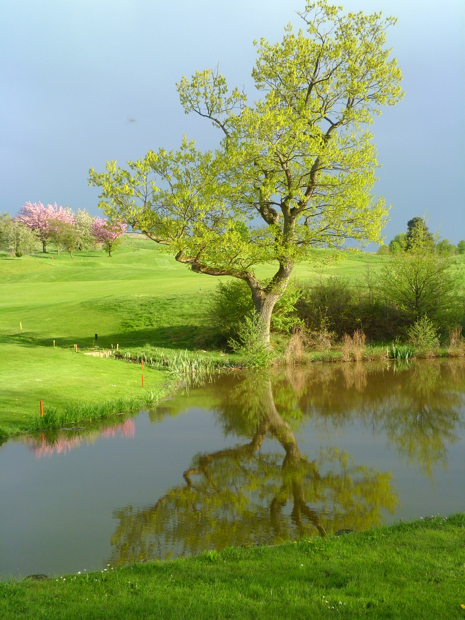 Golfas, Sportas, Vanduo, Atspindys, Medis, Žalias, Rosa, Gėlės, Mėlynas, Dangus