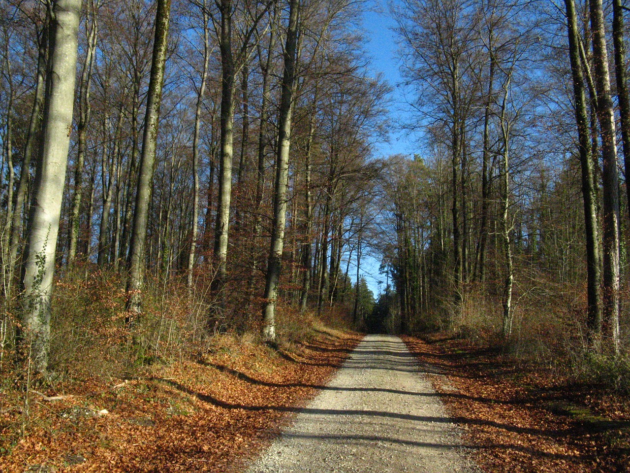 Miško Takas, Rudens Miškas, Dingo Yra Tikslas, Nemokamos Nuotraukos,  Nemokama Licenzija