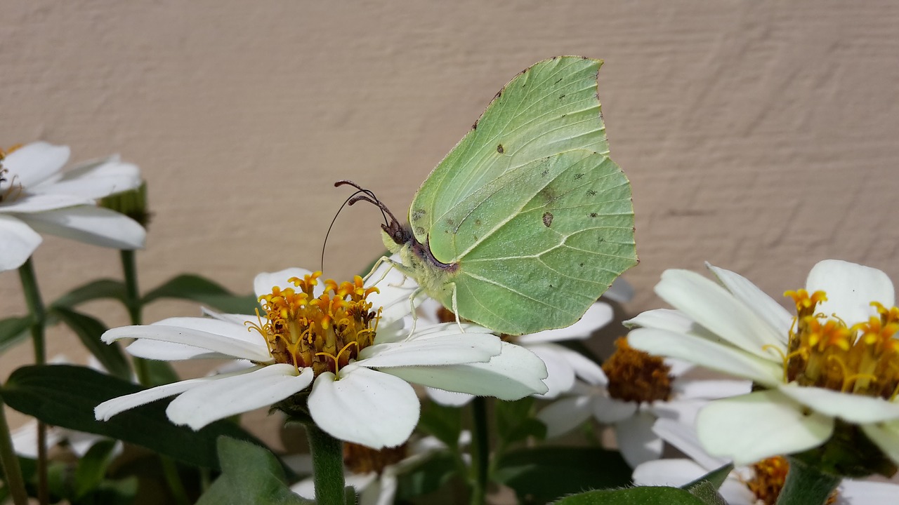 Dedpeterx Rhamni, Drugelis, Zinnias, Gėlės, Vasara, Uždaryti, Žiedas, Žydėti, Nemokamos Nuotraukos,  Nemokama Licenzija