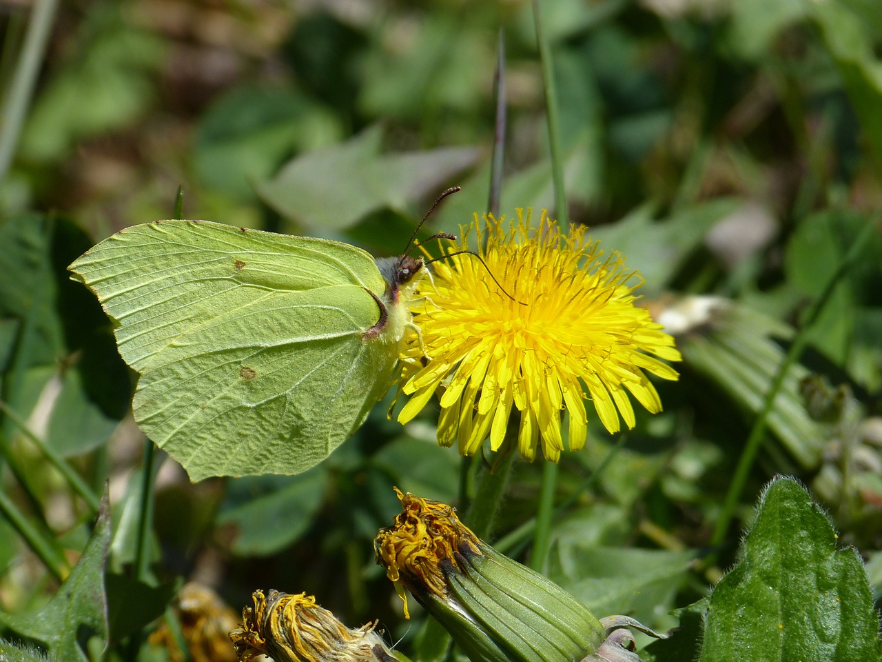 Dedpeterx Rhamni, Drugelis, Geltona, Drugeliai, Baltoji Molva, Pieridae, Kiaulpienė, Vasara, Pavasaris, Nemokamos Nuotraukos