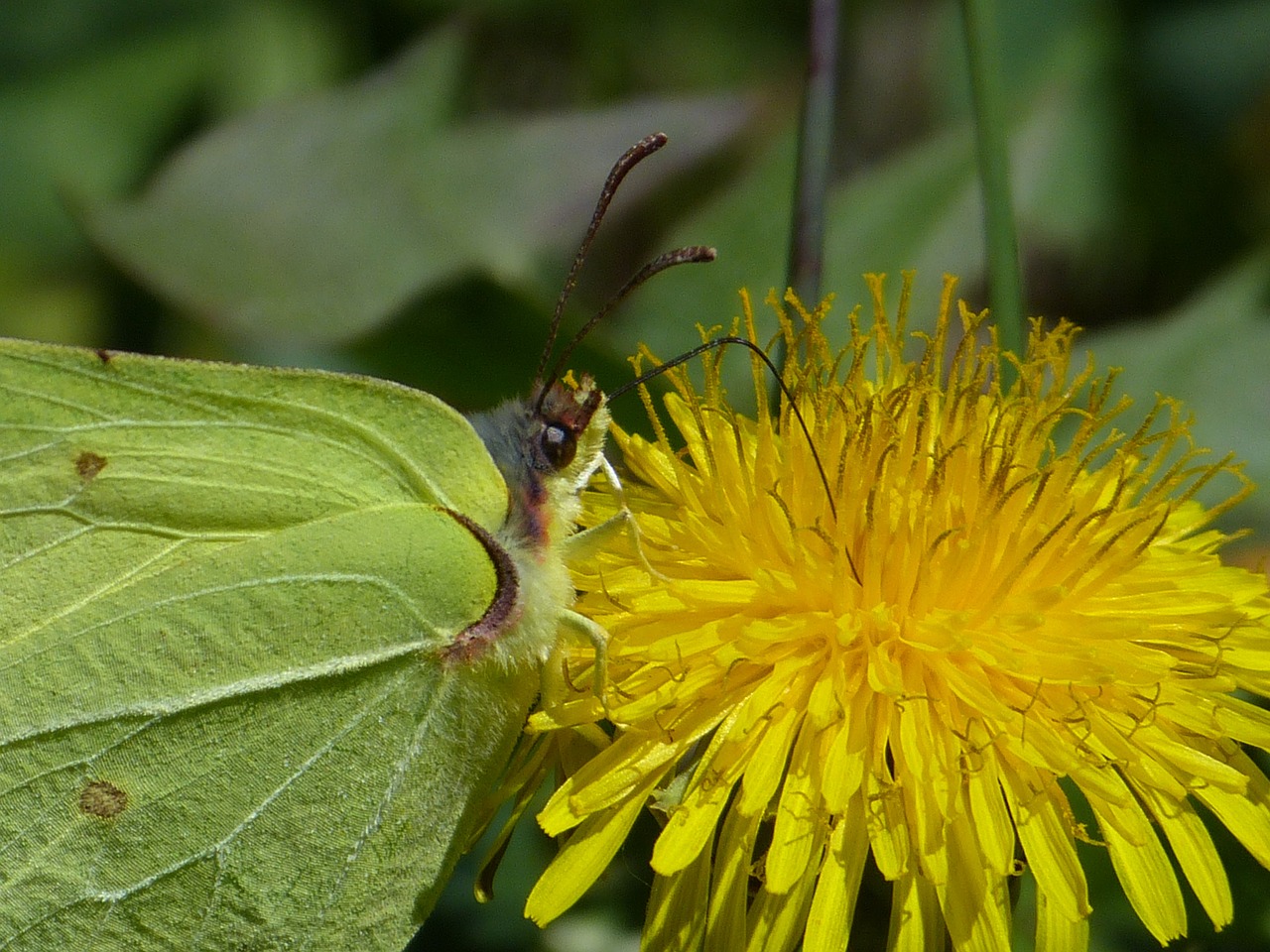 Dedpeterx Rhamni, Drugelis, Geltona, Drugeliai, Baltoji Molva, Pieridae, Kiaulpienė, Vasara, Pavasaris, Nemokamos Nuotraukos