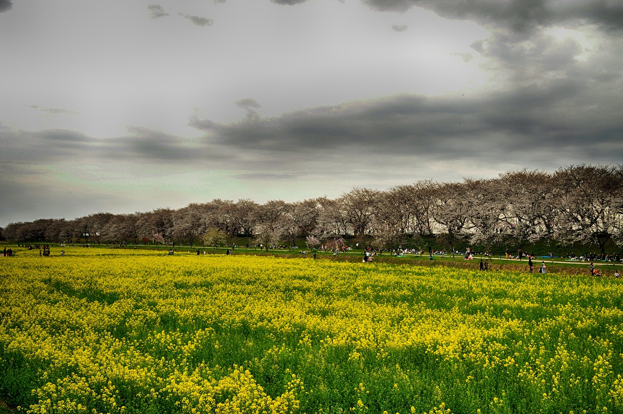 Gongendo Parkas, Japonija, Vyšnių Medžiai, Gėlės, Laukinės Vasaros Spalvos, Dangus, Debesys, Gamta, Lauke, Lankytojai