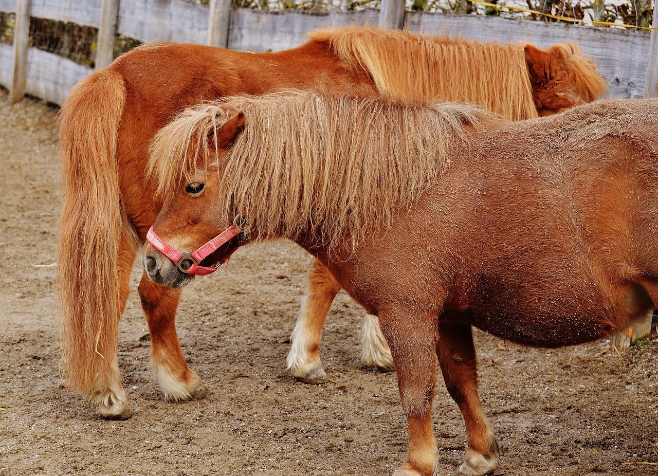 Ponis, Gyvūnų Gelbėjimas, Arkliai, Kanopos, Geras Aiderbichl, Šventykla, Gyvūnai, Patinka Gyvūnams, Iffeldorf, Nemokamos Nuotraukos