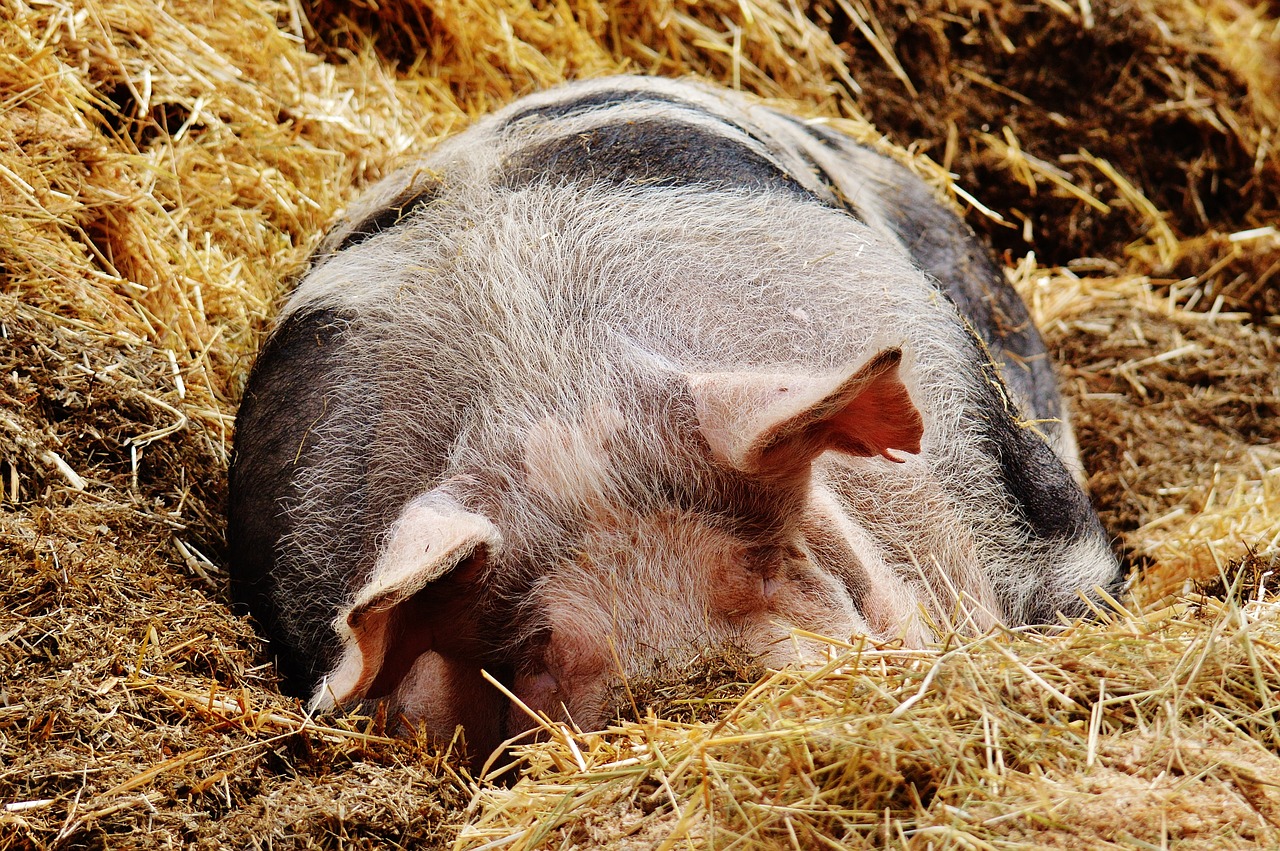 Kiaulė, Geras Aiderbichl, Šventykla, Gyvūnas, Atsipalaidavęs, Rūpestis, Snausti, Poilsis, Miegoti, Atsipalaidavimas