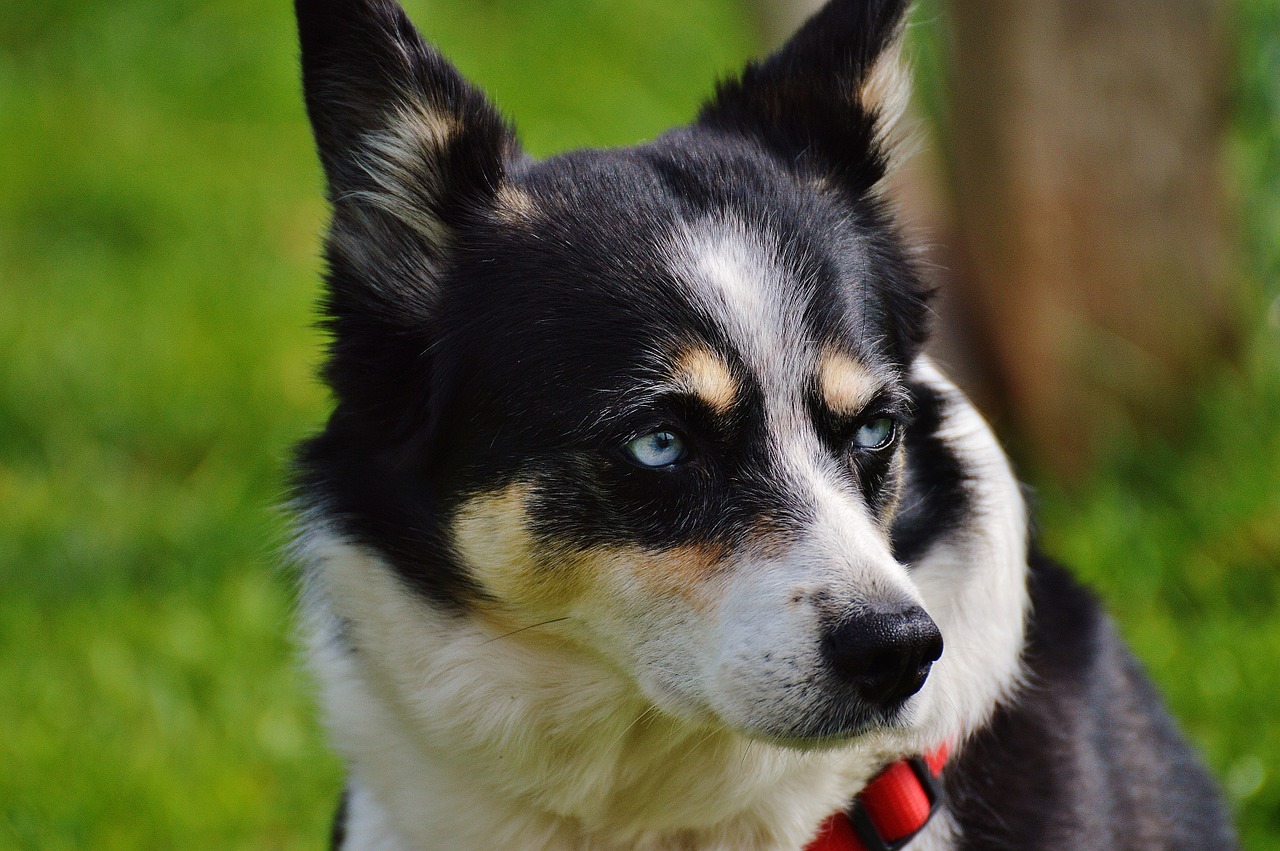 Husky, Šuo, Gyvūnas, Naminis Gyvūnėlis, Juoda, Balta, Geras Aiderbichl, Šventykla, Patenkintas, Iffeldorf