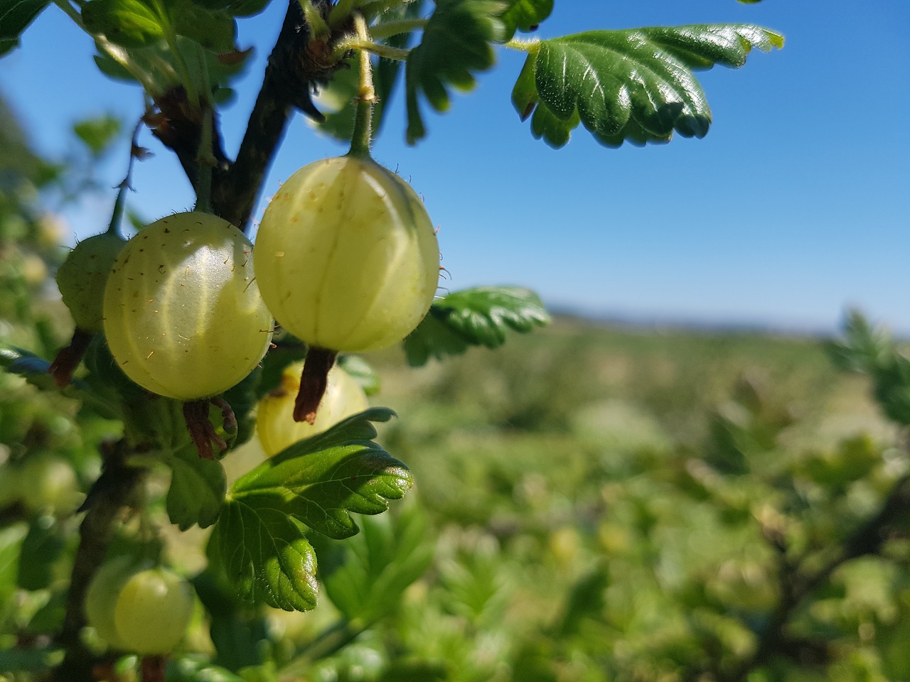 Agrastai,  Pobūdį,  Škotija,  Vaisių,  Laukas,  Žalias, Nemokamos Nuotraukos,  Nemokama Licenzija