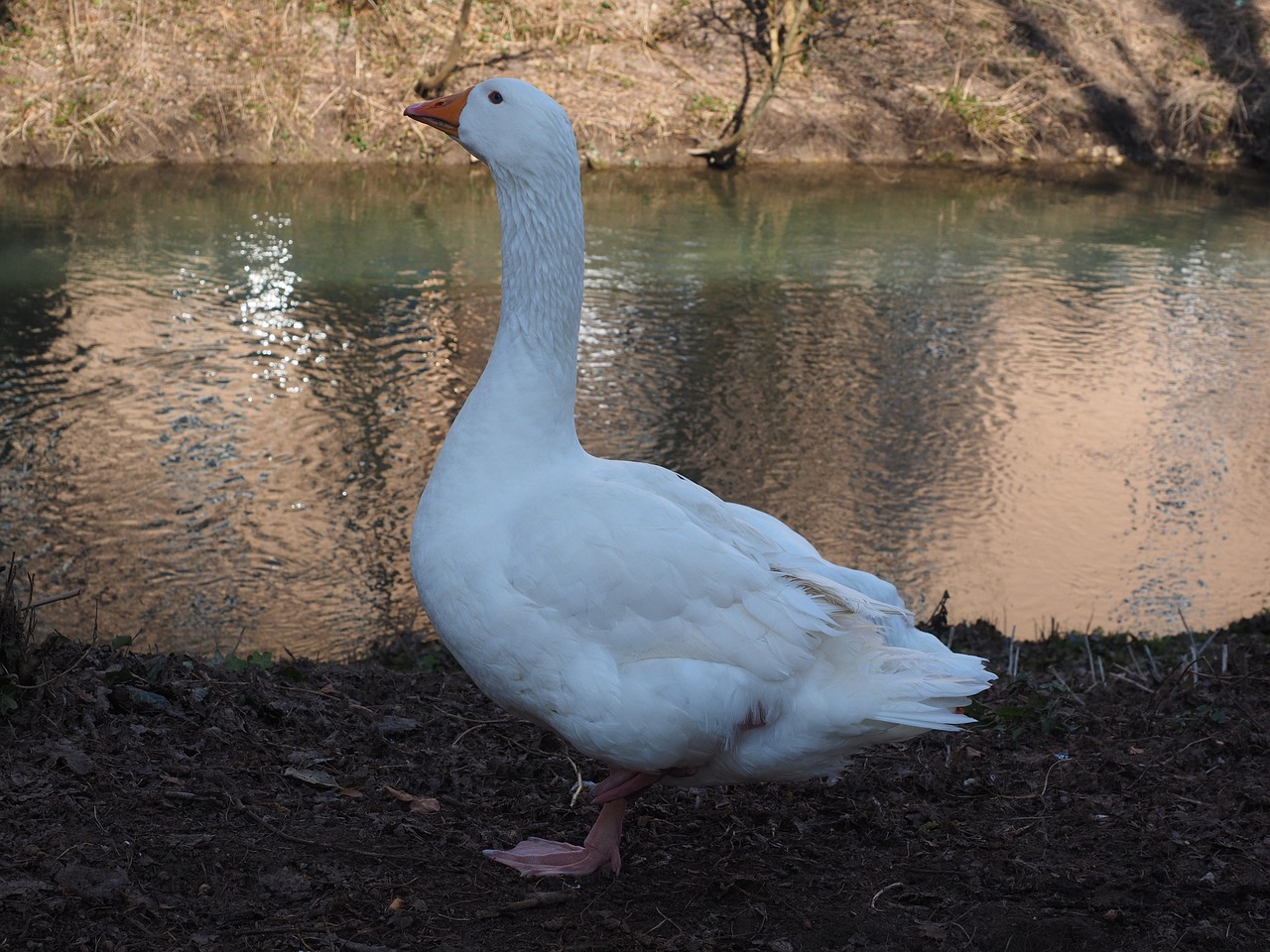 Žąsis, Gyvūnas, Balta, Gyvuliai, Paukštis, Naminiai Paukščiai, Naminiai Žąsys, Bankas, Upė, Riverside