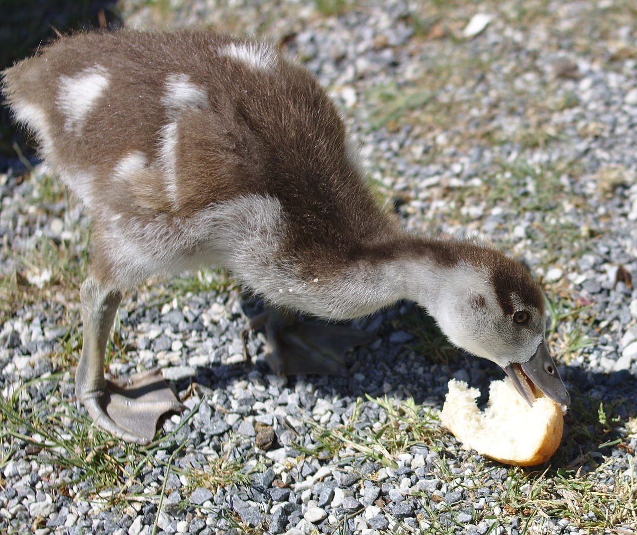 Žąsis, Viščiukai, Paukštis, Plumėjimas, Duona, Maitinti, Maistas, Gyvūnas, Naminiai Paukščiai, Padaras