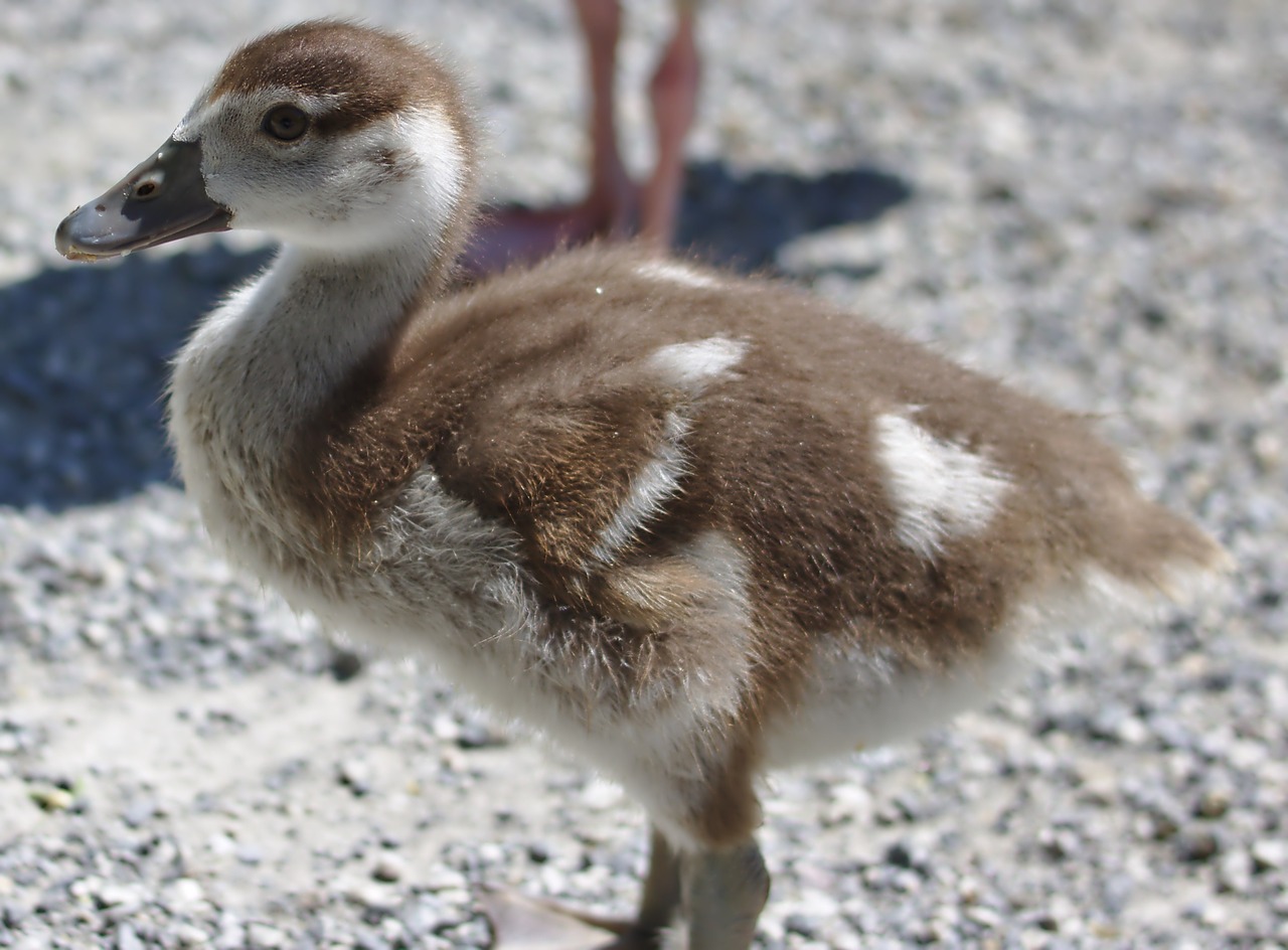 Žąsis, Paukštis, Plumėjimas, Maistas, Gyvūnas, Naminiai Paukščiai, Padaras, Laukinės Gamtos Fotografija, Schwimmvogel, Uždaryti