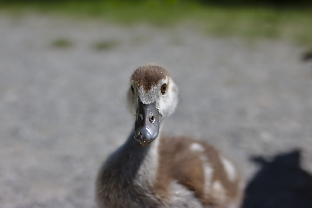 Žąsis, Paukštis, Plumėjimas, Maistas, Gyvūnas, Naminiai Paukščiai, Padaras, Laukinės Gamtos Fotografija, Schwimmvogel, Uždaryti