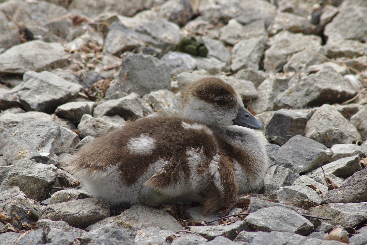 Žąsis, Viščiukai, Goslings, Paukštis, Gyvūnas, Padaras, Akmenys, Bankas, Ežeras, Swannery