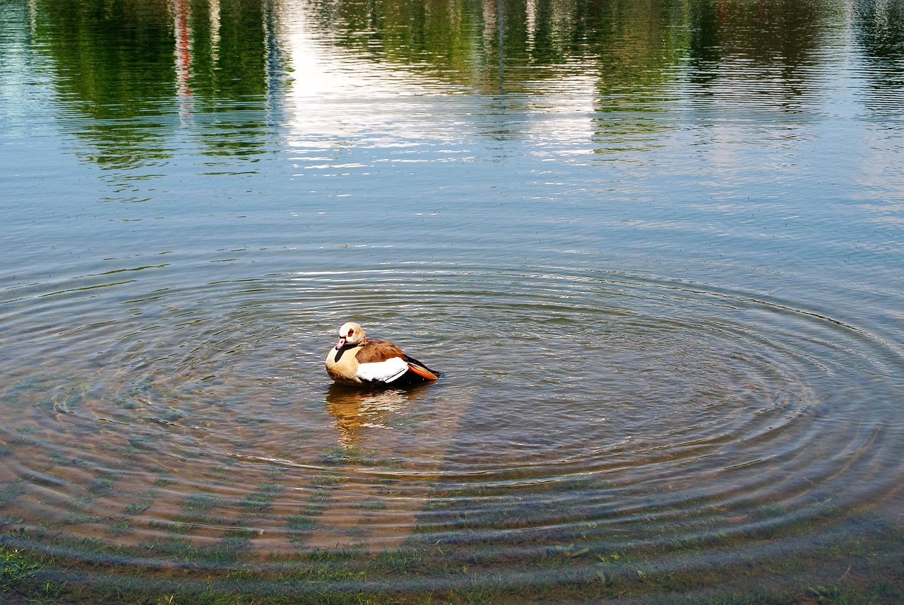 Žąsis, Tvenkinys, Ripples, Gamta, Laukiniai, Nemokamos Nuotraukos,  Nemokama Licenzija