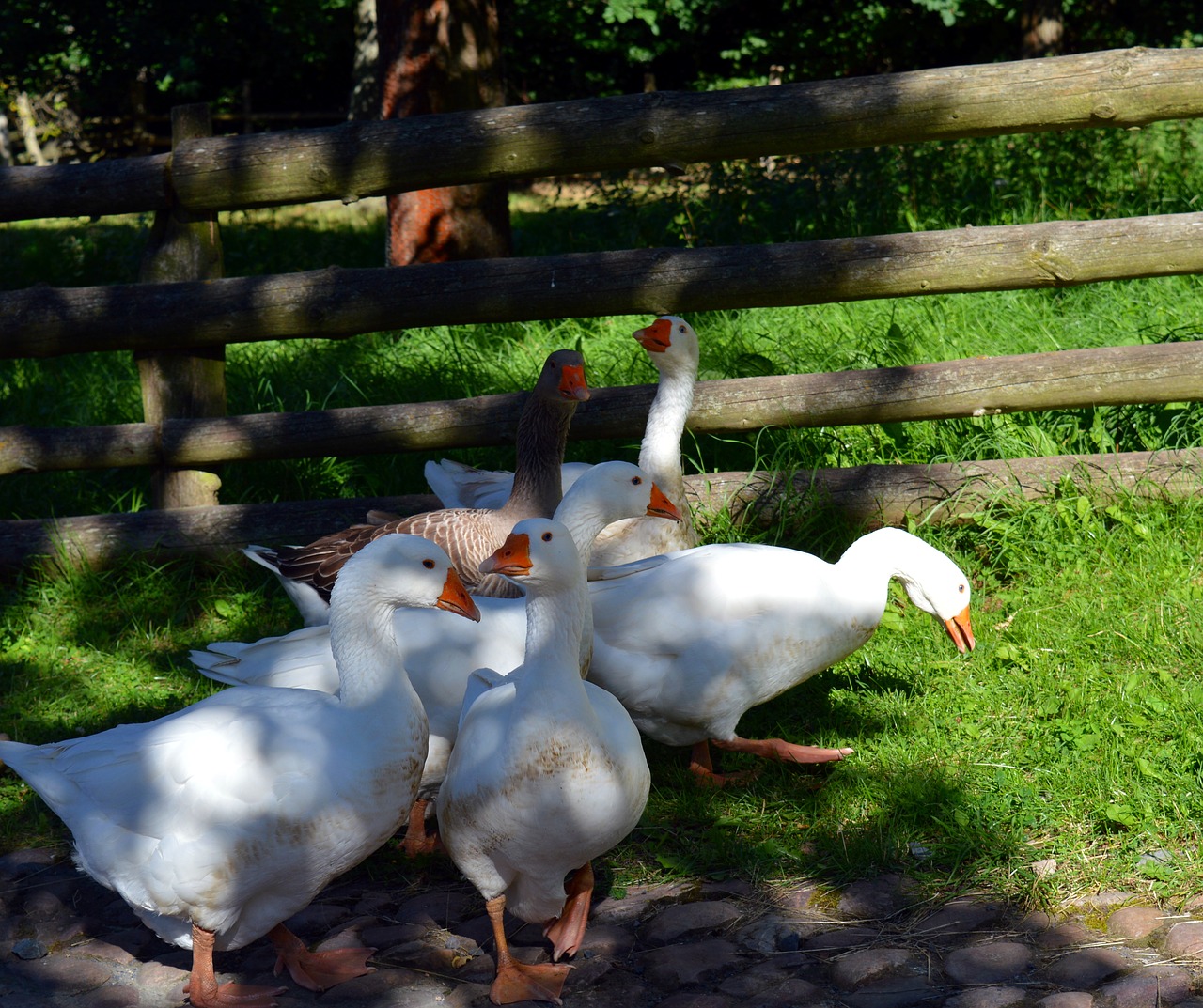 Žąsis, Žąsys, Paukštis, Plunksna, Naminiai Paukščiai, Gamta, Pokalbis, Waddle, Plumėjimas, Kiaušinis