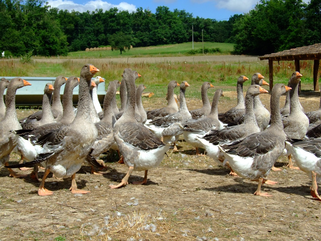 Žąsis, Ūkis, Gyvūnas, Gamta, Paukštis, Žemdirbystė, Nemokamos Nuotraukos,  Nemokama Licenzija