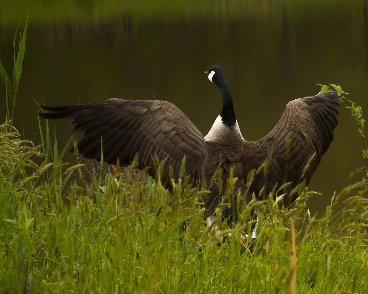 Žąsis, Paukštis, Laukinė Gamta, Gamta, Skristi, Sparnas, Laukiniai, Žalias, Birding, Plunksna