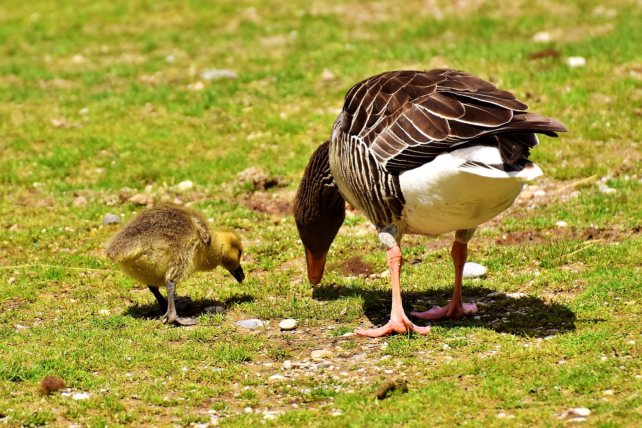 Žąsis, Goslings, Laukinės Gamtos Fotografija, Jaunas Paukštis, Gyvūnų Pasaulis, Gamta, Plumėjimas, Speniai, Viščiukai, Paukštis