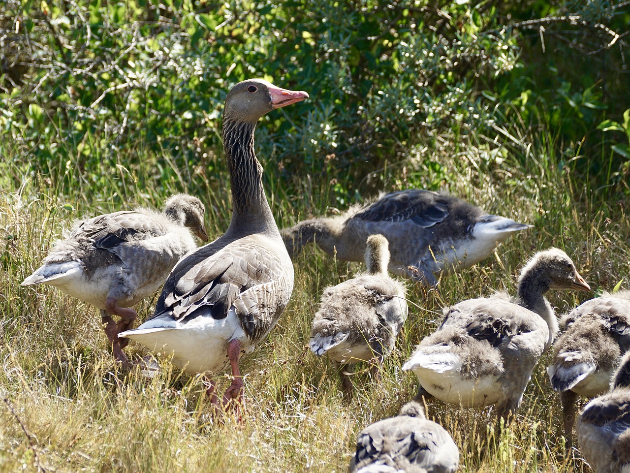 Žąsis, Žirniai, Laukiniai Žąsys, Šeima, Viščiukai, Goslings, Berniukas, Vandens Paukštis, Naminiai Paukščiai, Gyvūnas