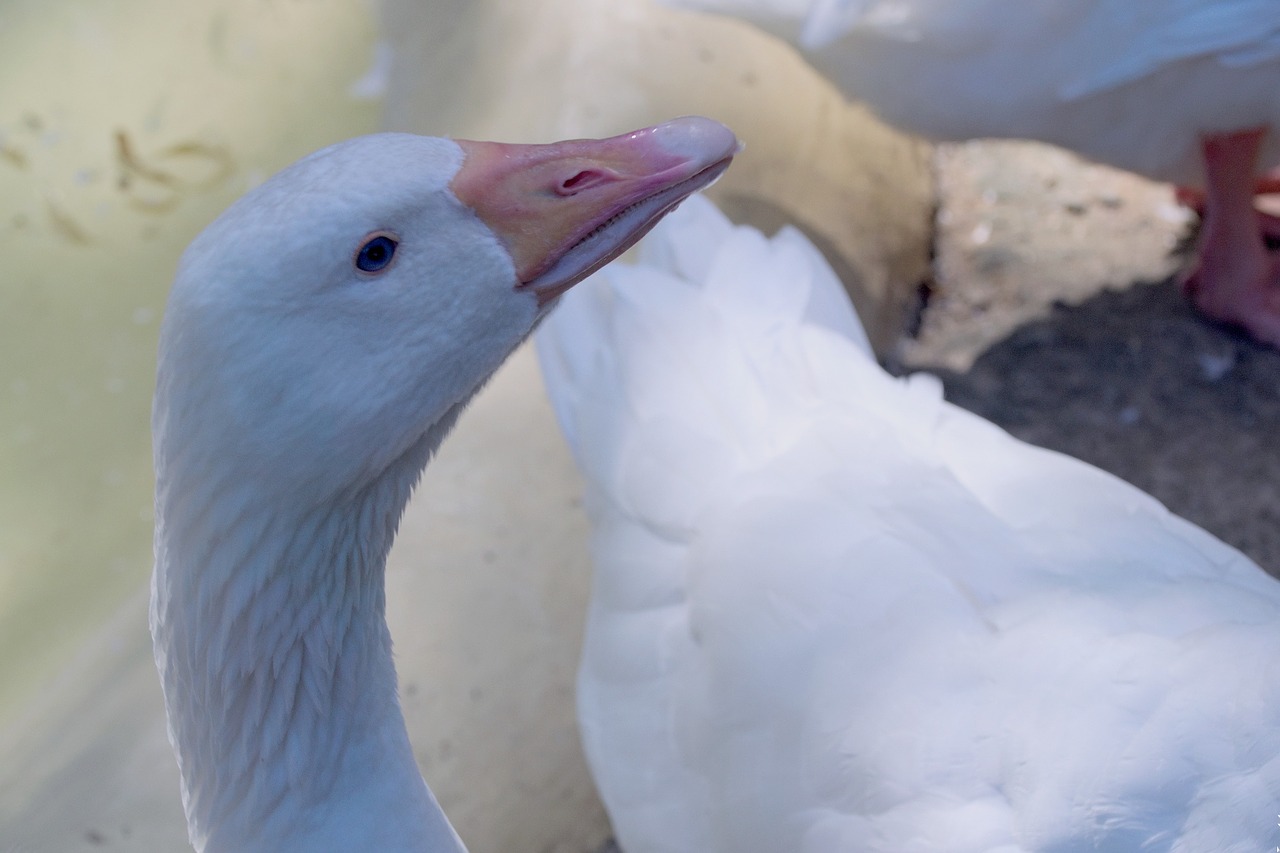 Žąsis, Žąsų Galva, Paukštis, Paukštis Namuose, Naminiai Paukščiai, Lenkijos Kaimas, Žąsys, Nemokamos Nuotraukos,  Nemokama Licenzija