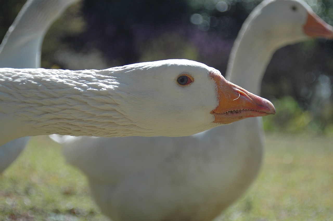 Žąsis, Paukštis, Balta, Gamta, Antis, Fauna, Žąsys, Snapas, Ūkis, Naminiai Paukščiai