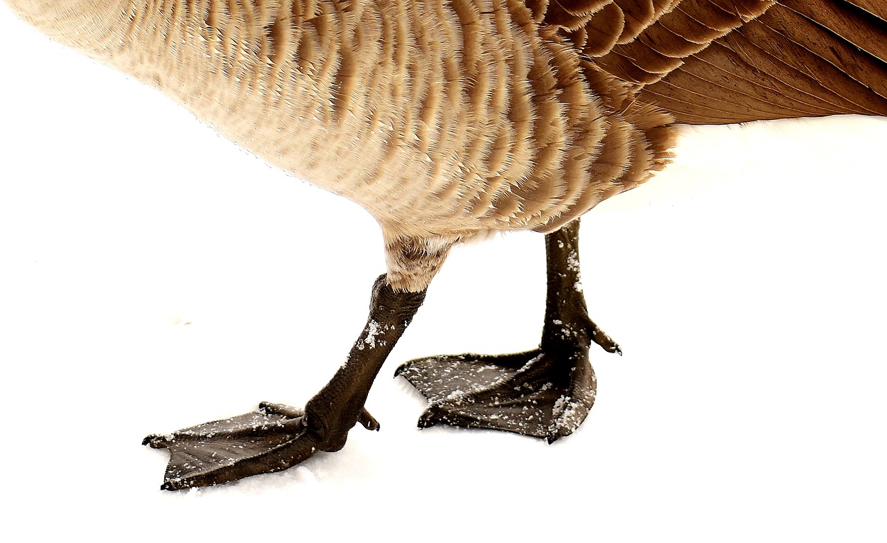 Žąsis,  Vandens Paukštis,  Laukinės Gamtos Fotografija,  Gyvūnų Pasaulis,  Galva,  Laukiniai Žąsys,  Plunksna,  Be Honoraro Mokesčio, Nemokamos Nuotraukos,  Nemokama Licenzija