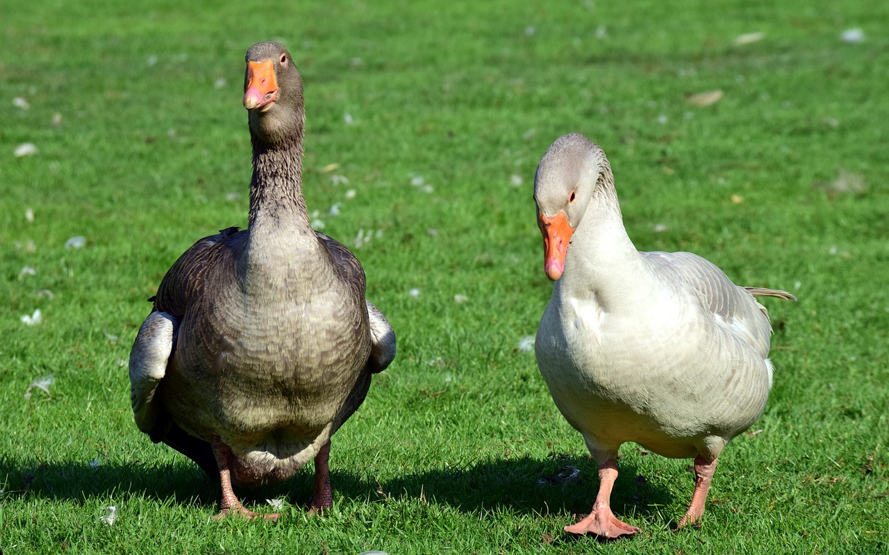 Žąsų,  Antis,  Paukštis,  Naminių Paukščių,  Gyvūnas,  Bio,  Meadow,  Lauko,  Ganyklinių,  Gyvūnų Draugiškas