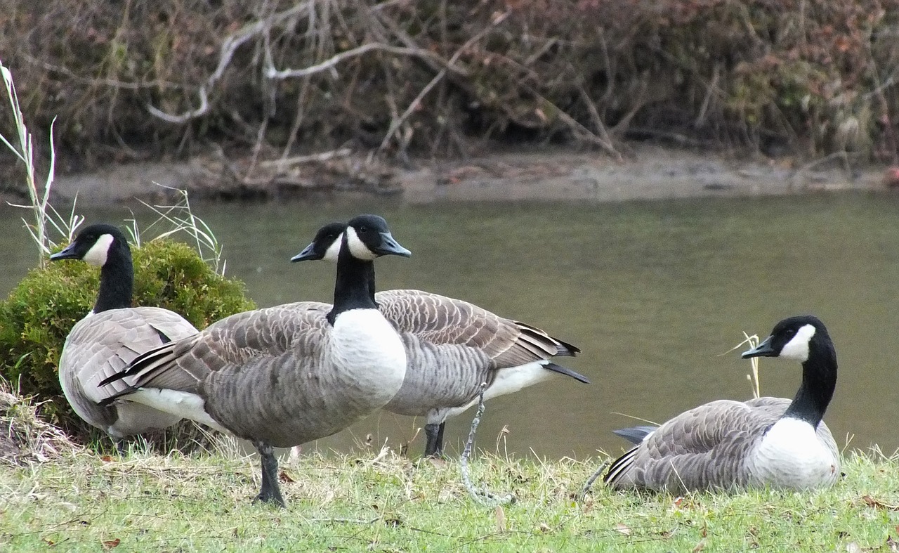 Žąsų,  Paukštis,  Plunksna,  Pobūdį,  Gyvūnijos,  Vandens,  Canada Goose, Nemokamos Nuotraukos,  Nemokama Licenzija