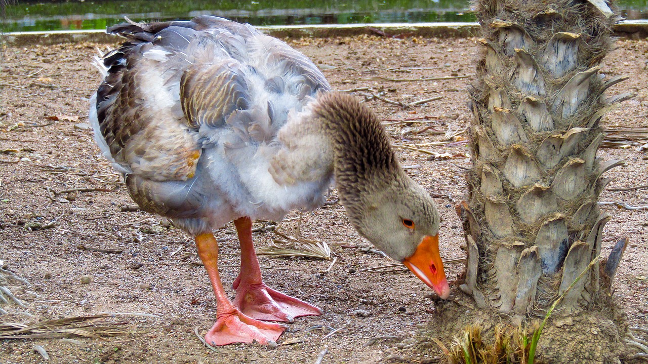 Žąsų,  Pr,  Plunksnos,  Gyvūnai,  Pobūdį,  Žąsų,  Smailės,  Plunksnų,  Oca,  Parc Sama