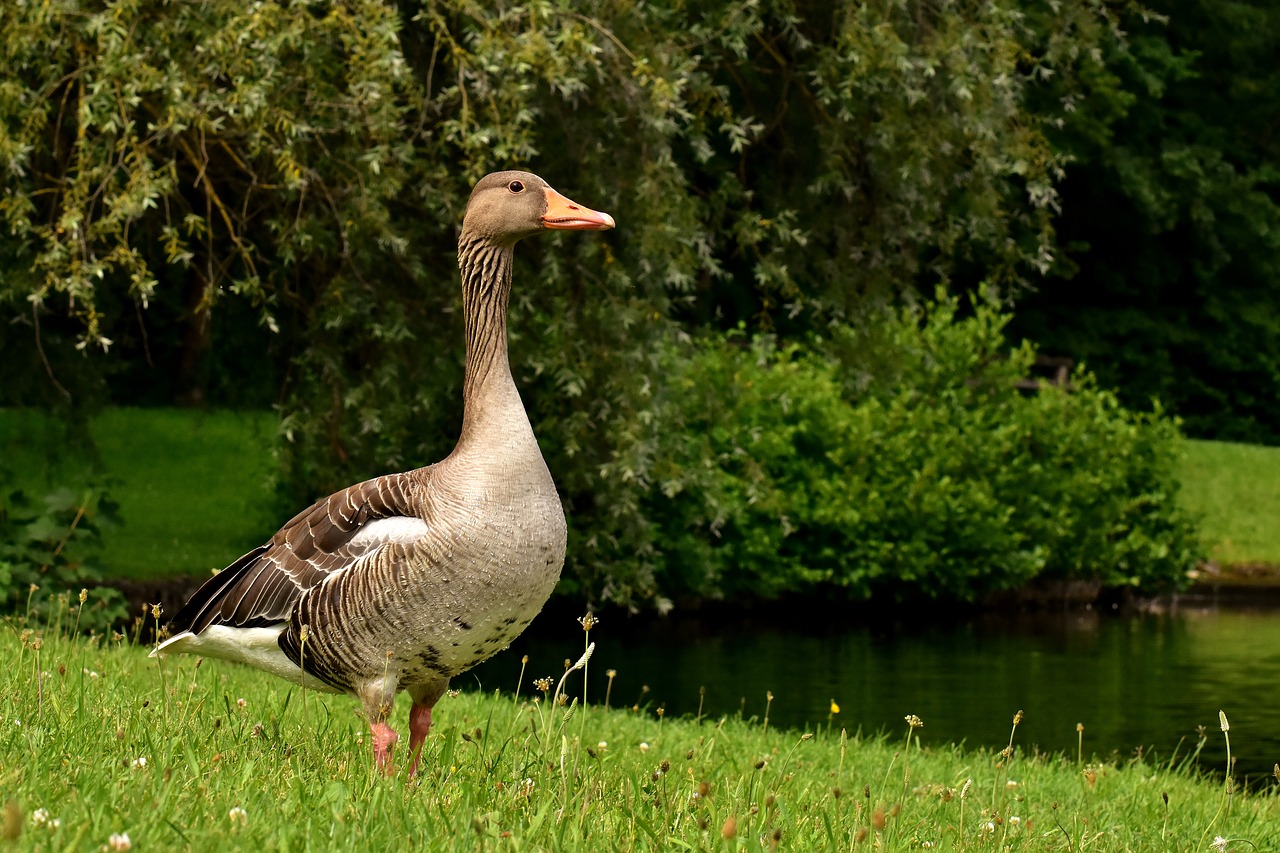 Žąsų,  Laukinių Žąsų,  Vanduo Paukštis,  Paukštis,  Pobūdį,  Naminių Paukščių,  Laukinės Žąsys,  Vandens Gyvūnai, Nemokamos Nuotraukos,  Nemokama Licenzija