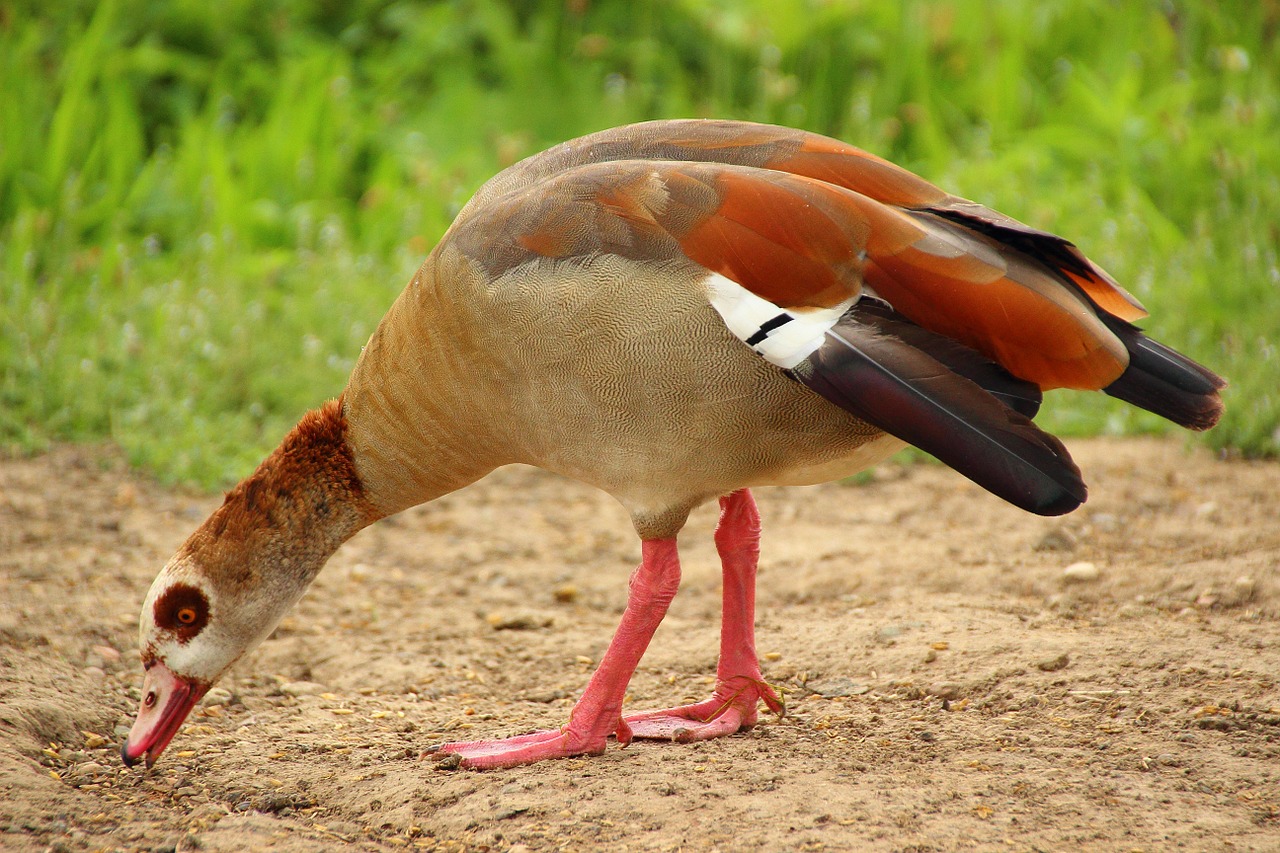 Žąsis, Nilgans, Vandens Paukštis, Spalvinga, Plumėjimas, Laukiniai Žąsys, Nemokamos Nuotraukos,  Nemokama Licenzija