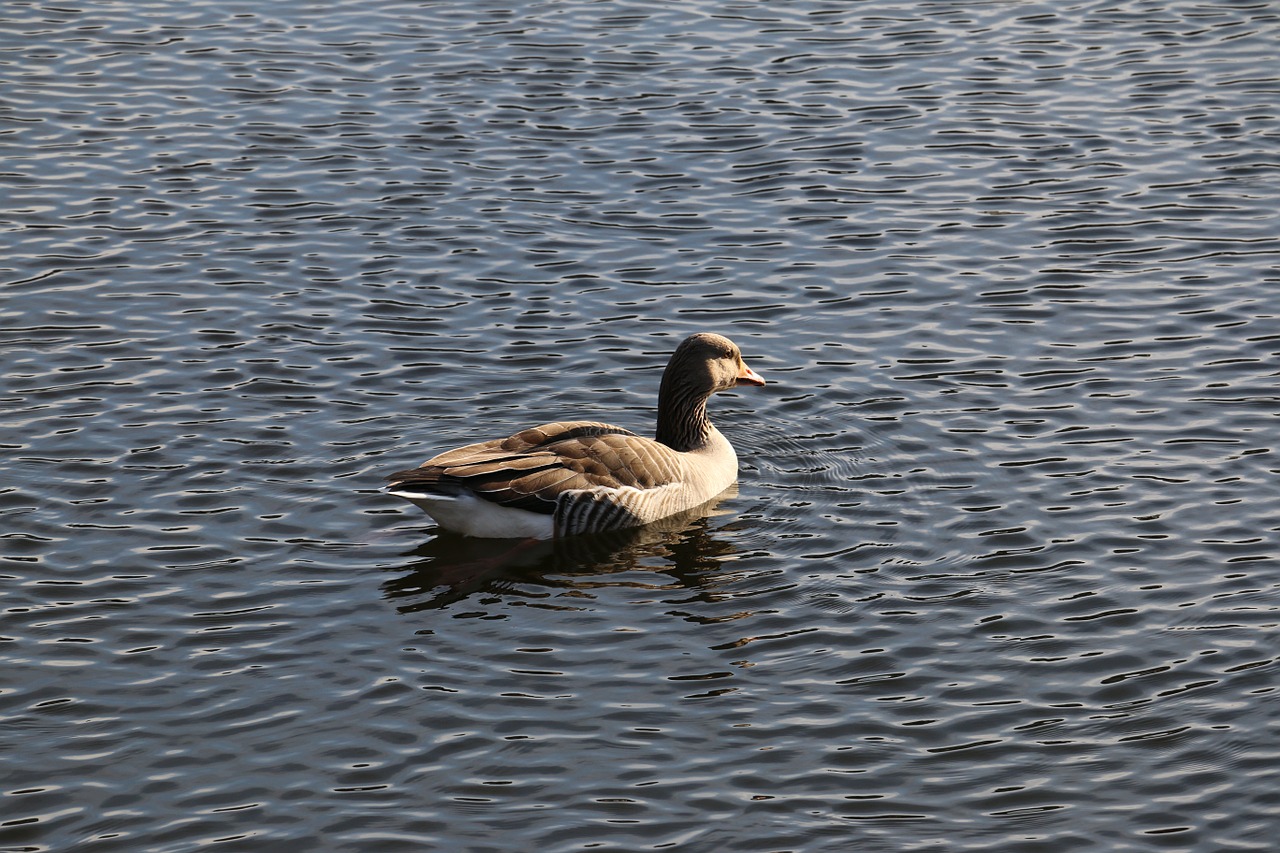 Žąsis, Kralingse Plas, Rotterdam, Nemokamos Nuotraukos,  Nemokama Licenzija